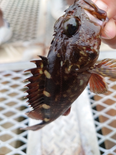 カサゴの釣果