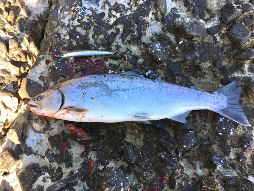 サクラマスの釣果