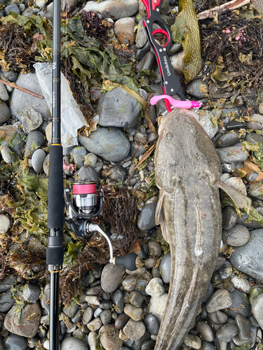 コチの釣果