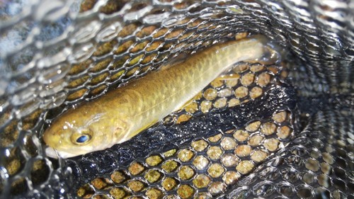 ニッコウイワナの釣果