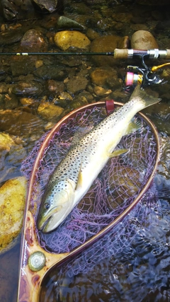 ブラウントラウトの釣果