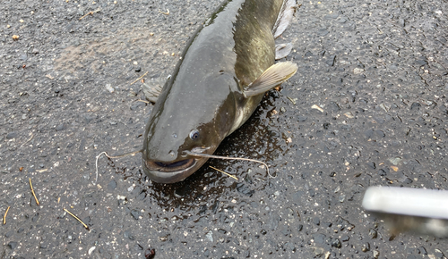 ナマズの釣果