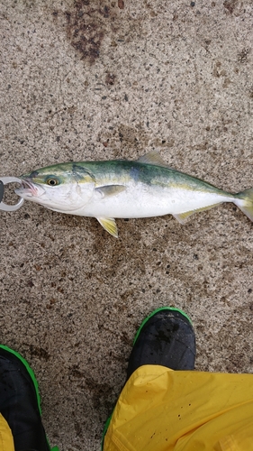 イナダの釣果