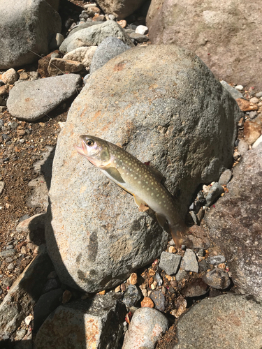 イワナの釣果