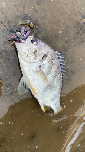 キビレの釣果