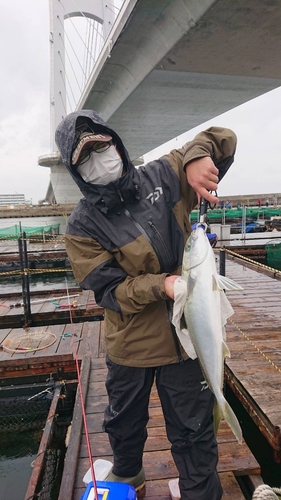 ヒラマサの釣果