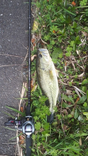 ブラックバスの釣果