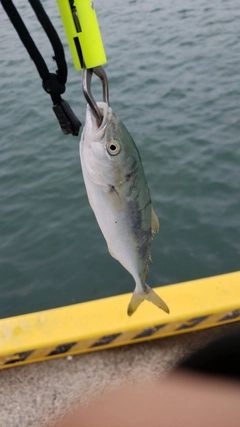 ワカシの釣果