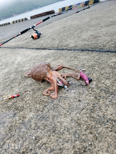 マダコの釣果