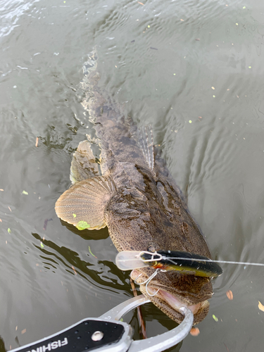 マゴチの釣果