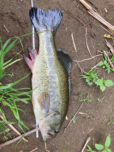 ブラックバスの釣果