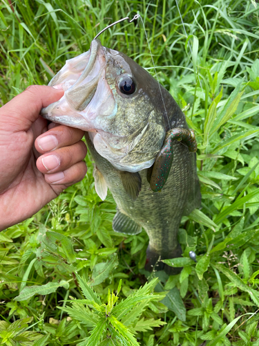 ラージマウスバスの釣果