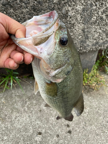 ラージマウスバスの釣果