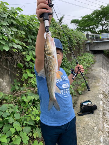 ニゴイの釣果