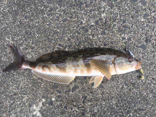 ホッケの釣果