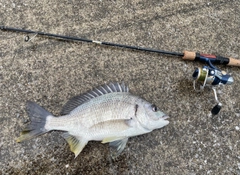 キビレの釣果