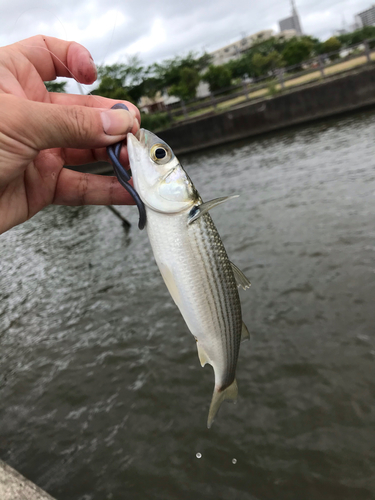 釣果