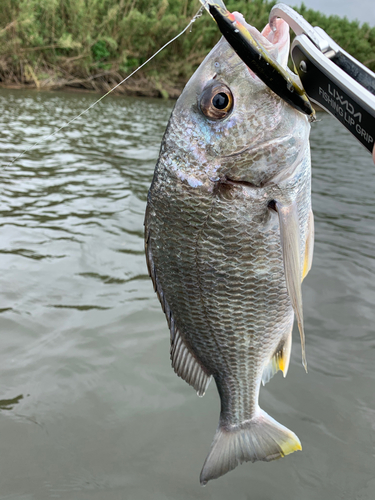 キチヌの釣果