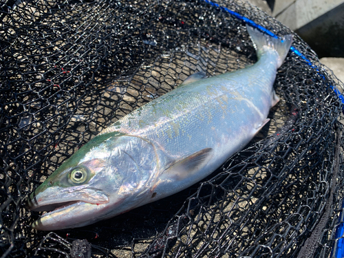 サクラマスの釣果