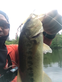 ラージマウスバスの釣果