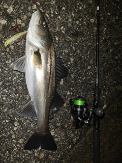 シーバスの釣果