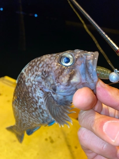 マゾイの釣果