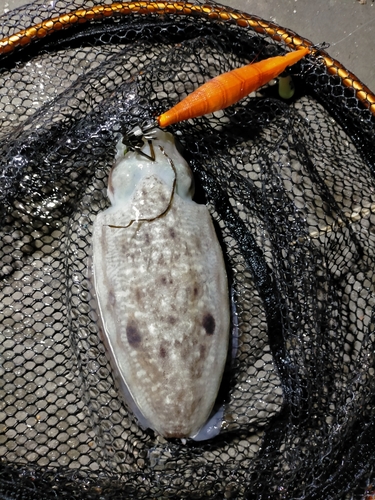 コウイカの釣果