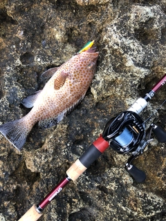 オオモンハタの釣果