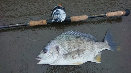 キビレの釣果