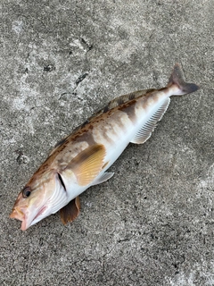 ホッケの釣果