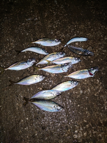 アジの釣果