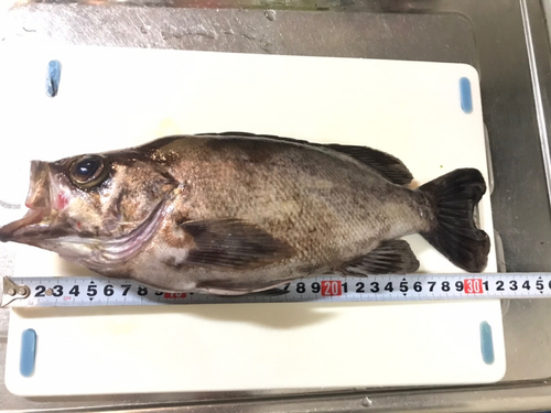 メバルの釣果