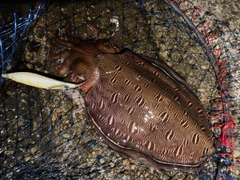 モンゴウイカの釣果