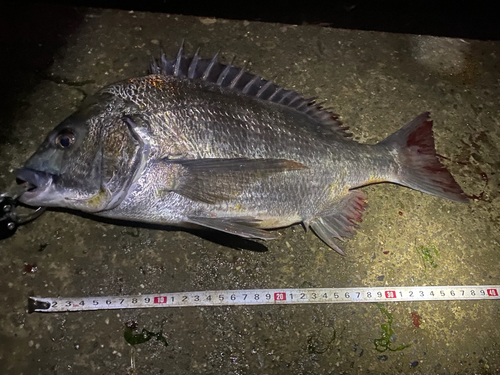 クロダイの釣果