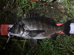 クロダイの釣果