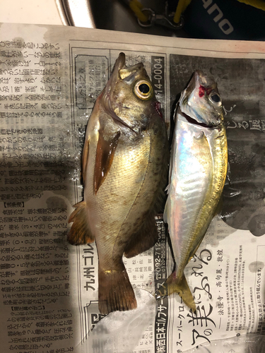 シロメバルの釣果