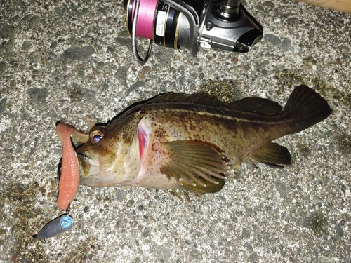 シマソイの釣果