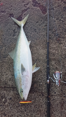 ブリの釣果