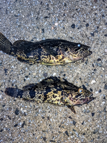 タケノコメバルの釣果