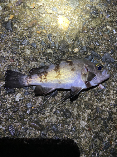 メバルの釣果