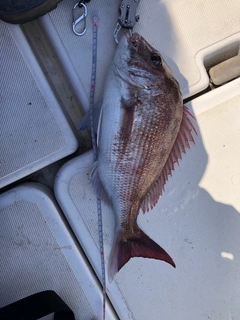 マダイの釣果