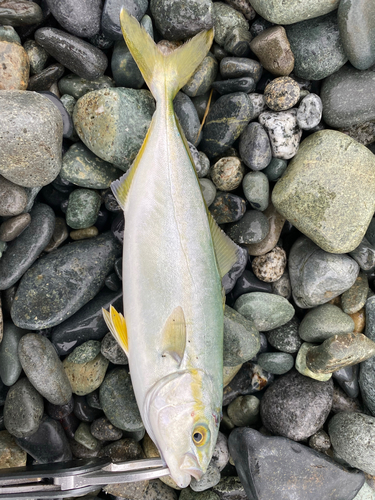 ワカシの釣果