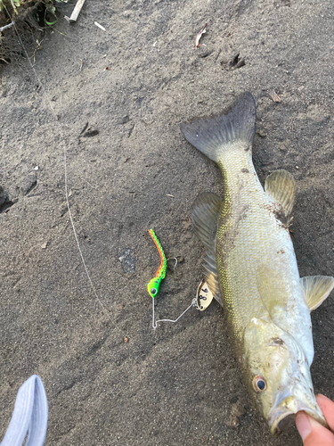 スモールマウスバスの釣果