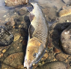 ニゴイの釣果