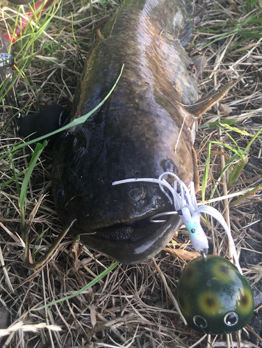 ナマズの釣果