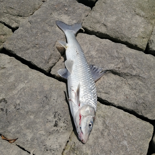 ニゴイの釣果