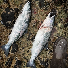 ウミサクラの釣果