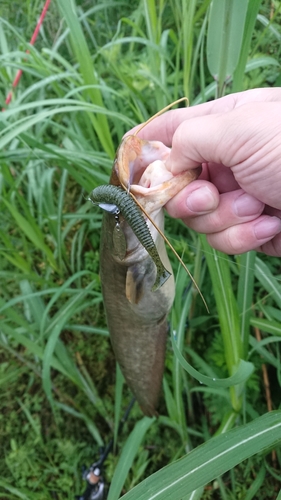 ナマズの釣果