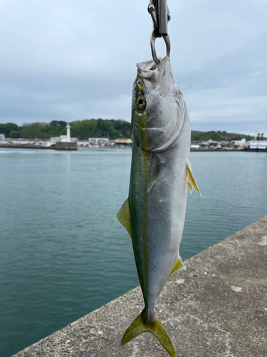 イナダの釣果