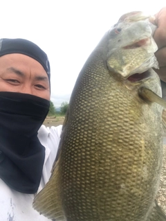 スモールマウスバスの釣果